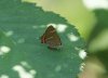 White-letter Hairstreak at Benfleet Downs (Steve Arlow) (48438 bytes)